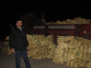 Süvari Süpürge